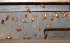 如何监测蟑螂的密度？3种方法一次性讲清！