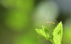 蚊虫的危害和科学防治方法，你知道吗？