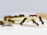 白蚁可以使用杀虫剂吗?