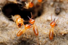 白蚁防治中心教你如何发现白蚁的巢穴