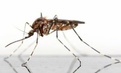 利福泰消杀公司解析几种灭蚊的最佳方法