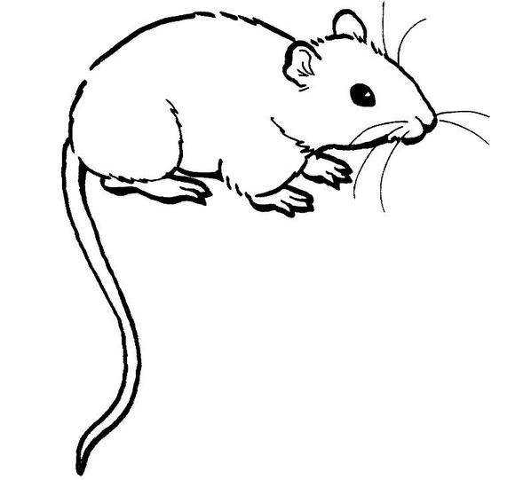 武汉灭鼠公司指出消灭老鼠务必从以下几方面着手