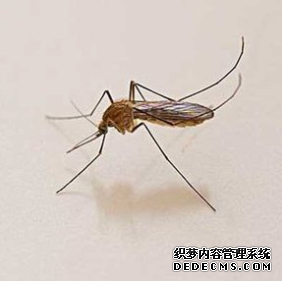 蚊子生物防制有哪些？